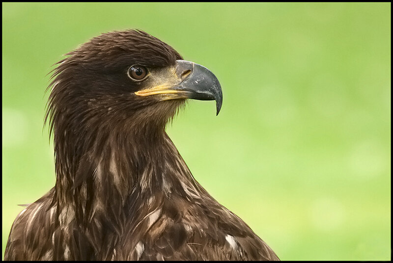 close-up of a brown eagle