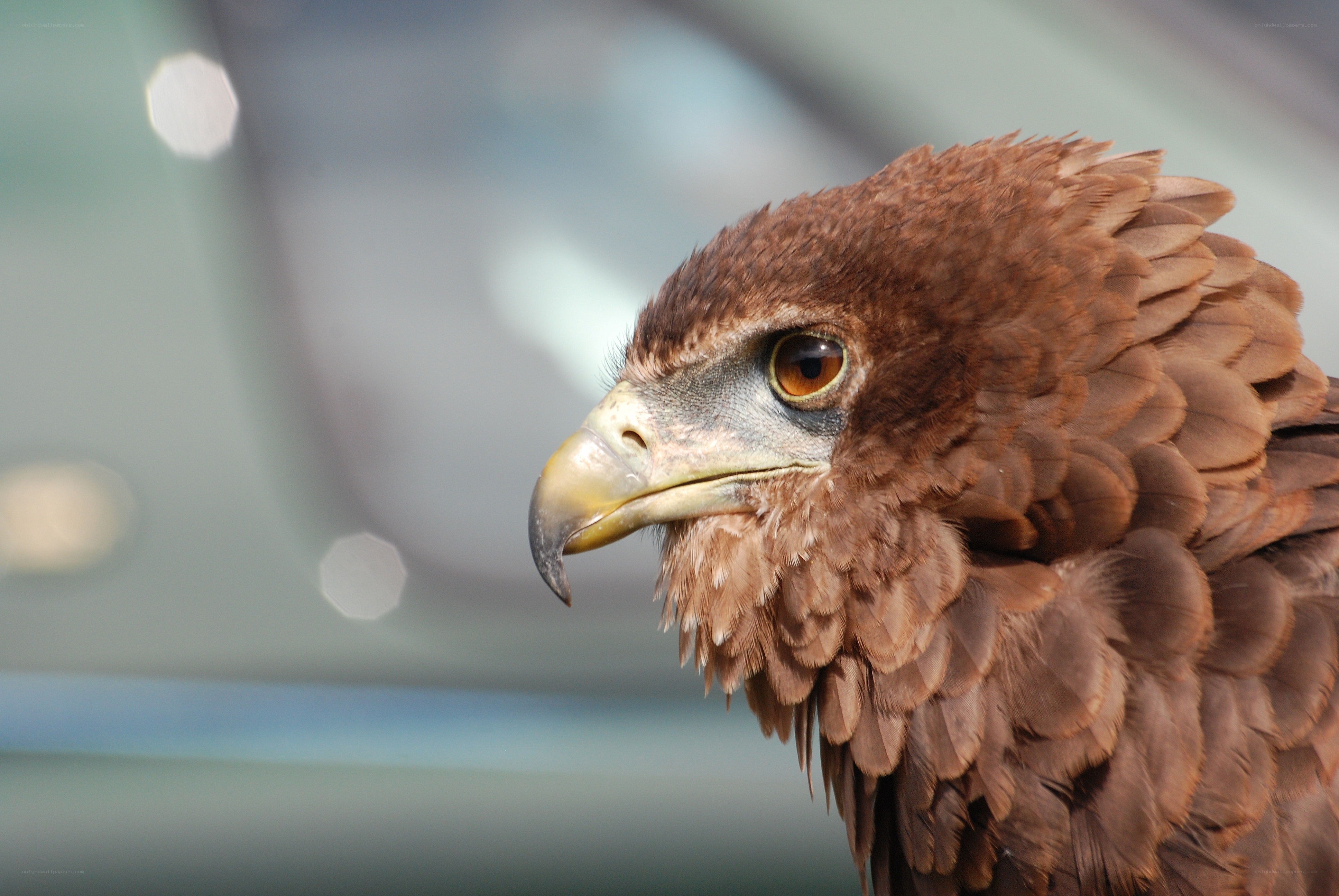 Close-up of a brown eagle