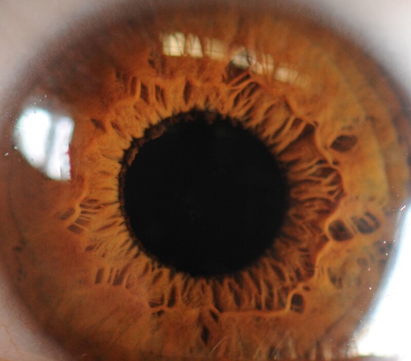 close-up of a brown eye