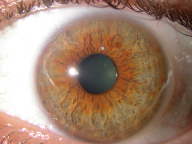 Close-up of a Brown Eye — Neutral, Photograph, Iris, Pupil, Eyelashes