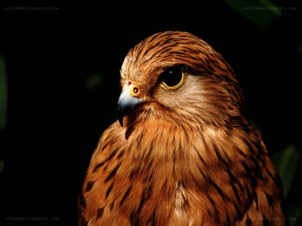close-up of a brown falcon