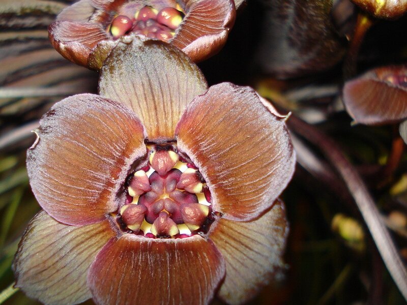 Close-up of a brown flower