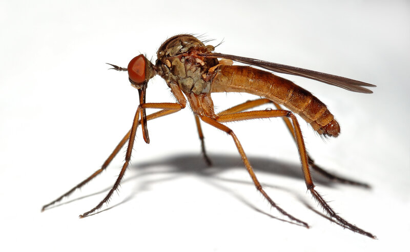 close-up of a brown fly