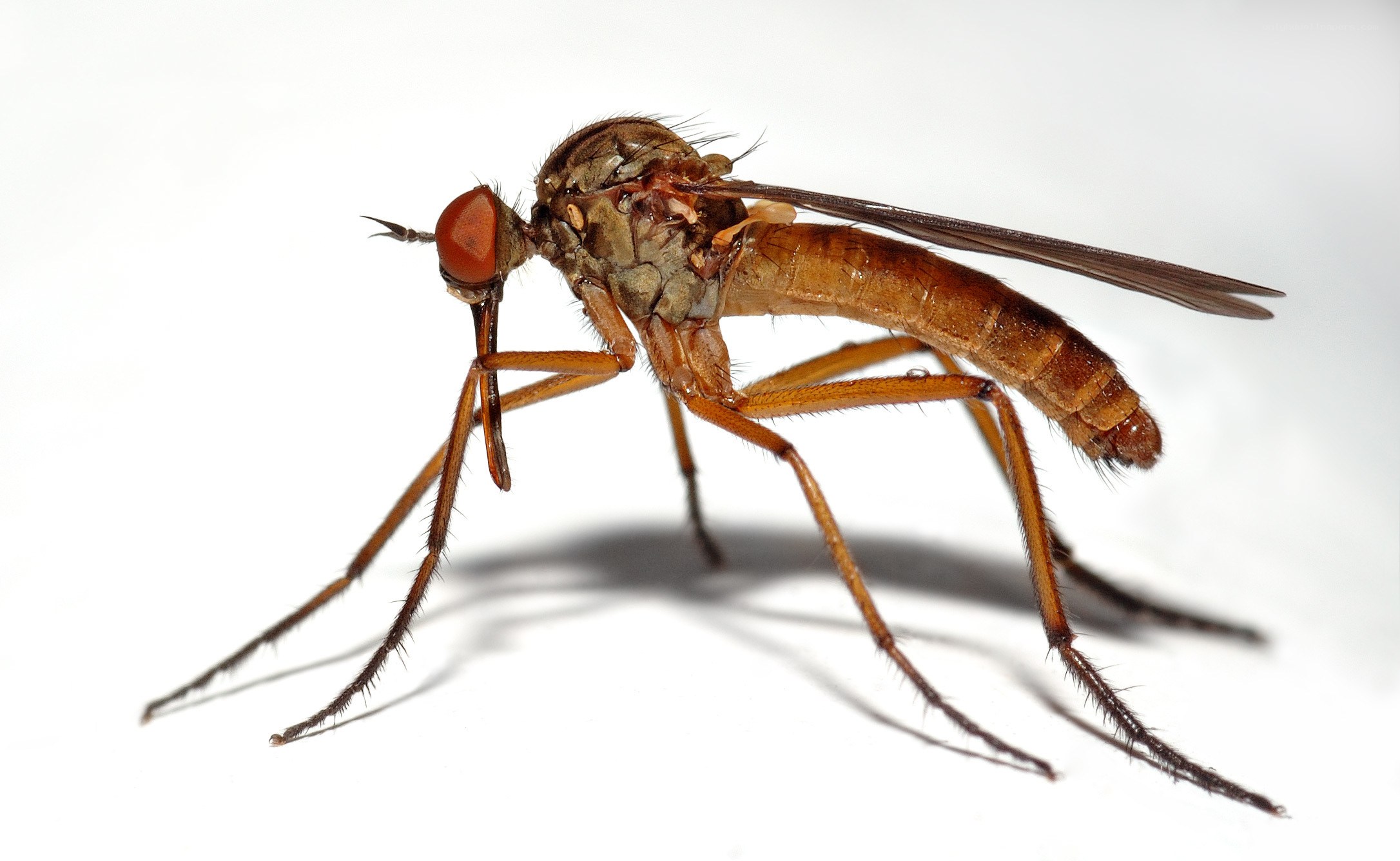 close-up of a brown fly