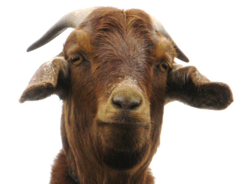 close-up of a brown goat