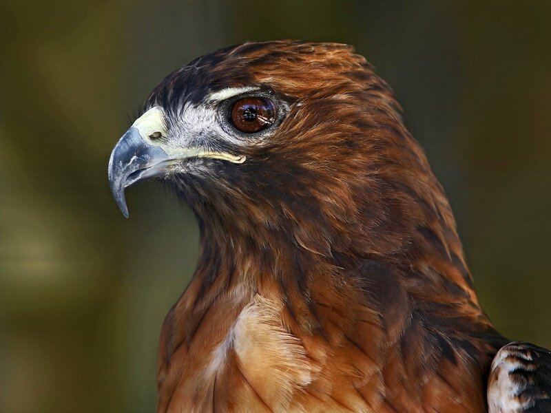Close-up of a brown hawk