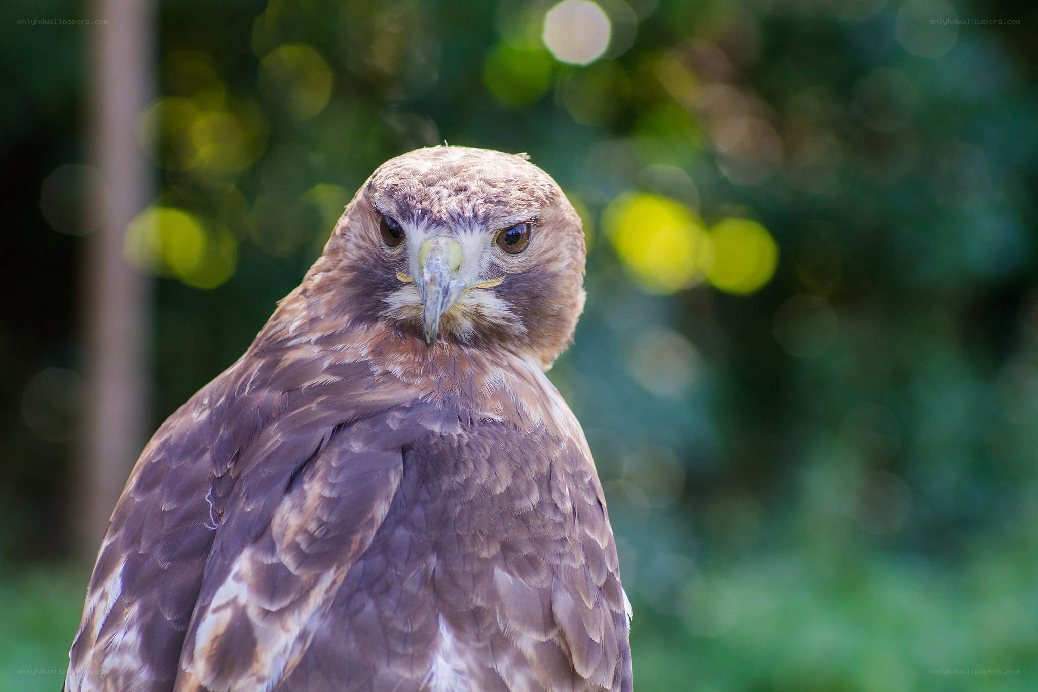 close-up of a brown hawk