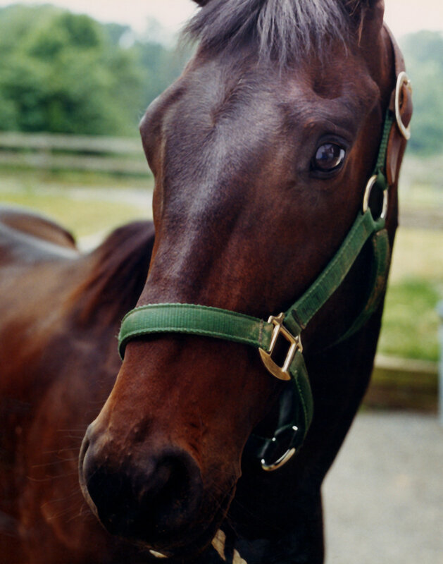 close-up of a brown horse