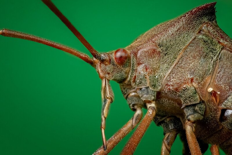 close-up of a brown insect