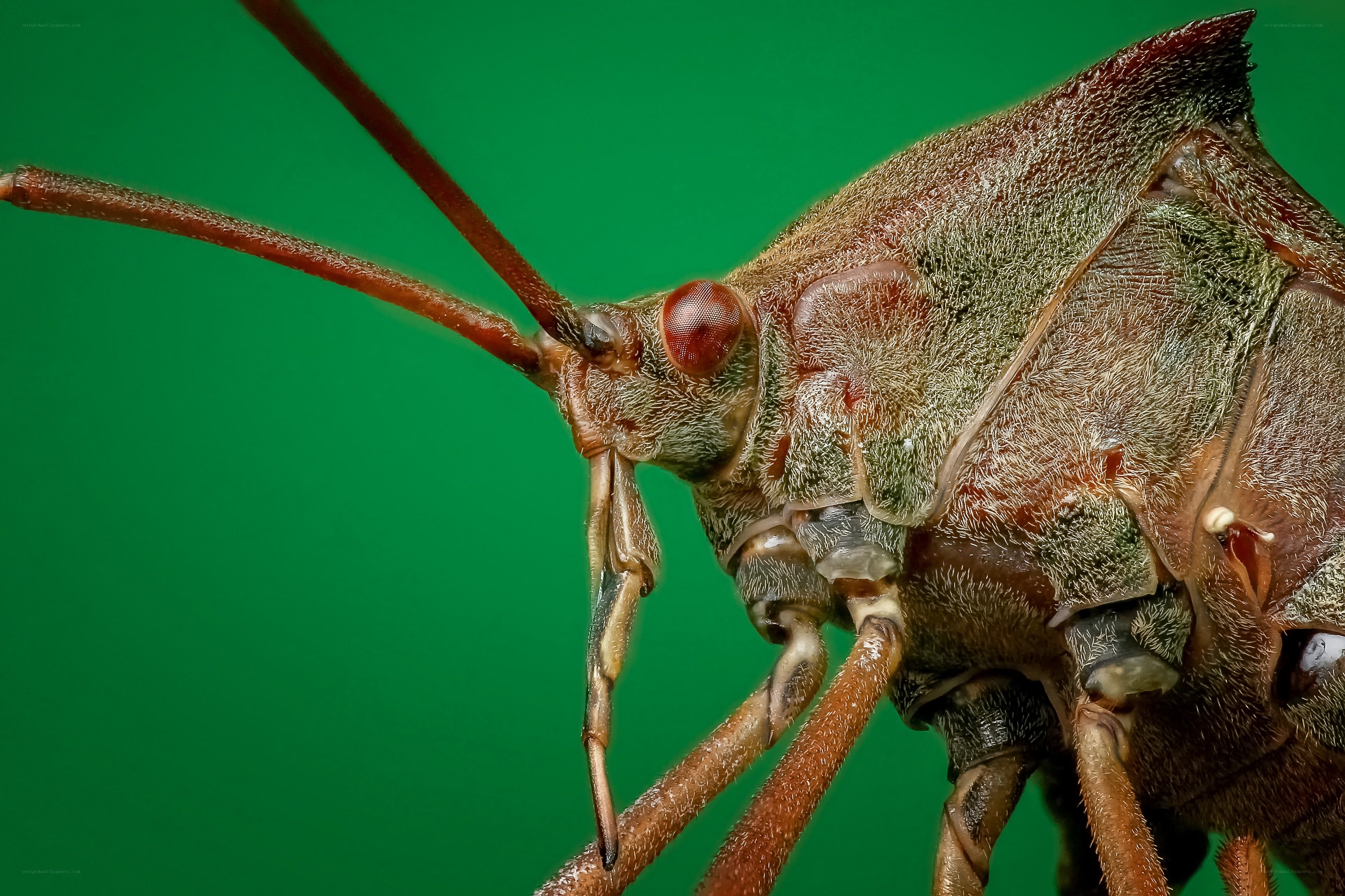 close-up of a brown insect