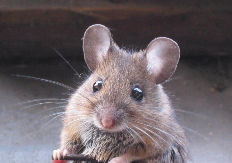 close-up of a brown mouse