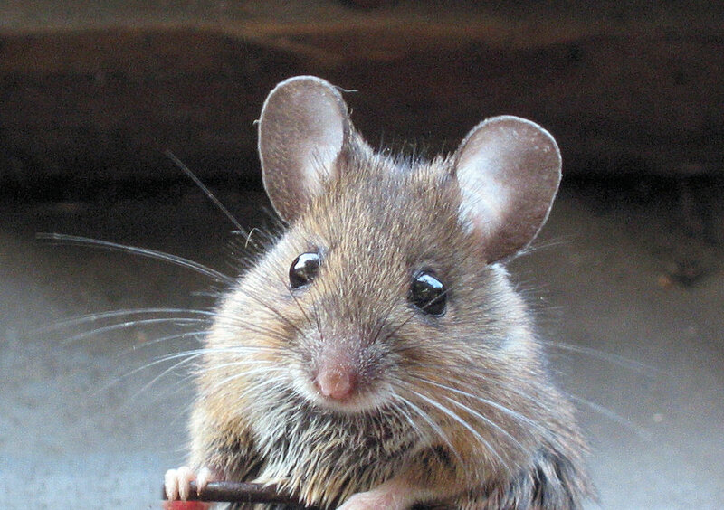 close-up of a brown mouse