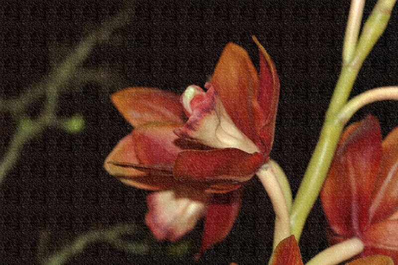 Close-up of a brown orchid