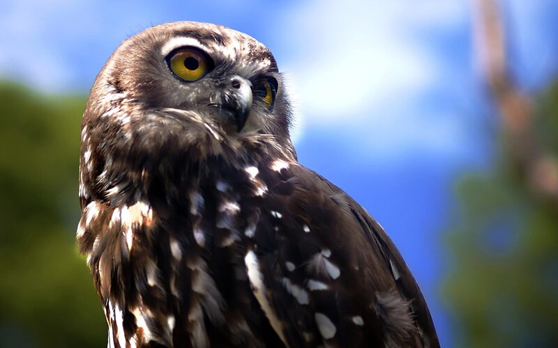 Close-up of a brown owl