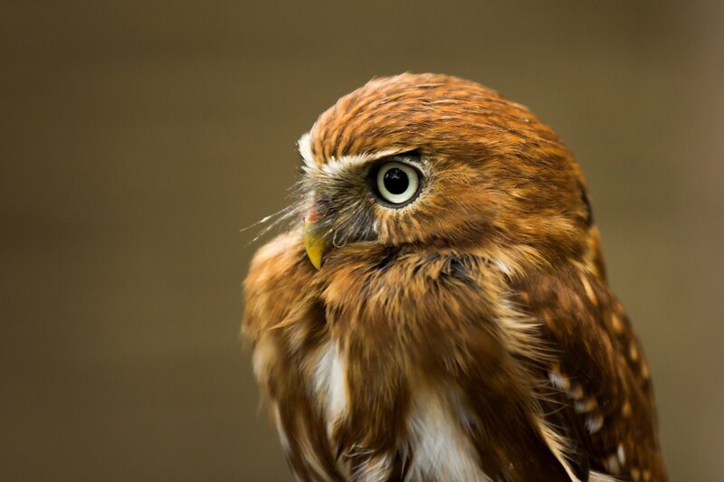 close-up of a brown owl