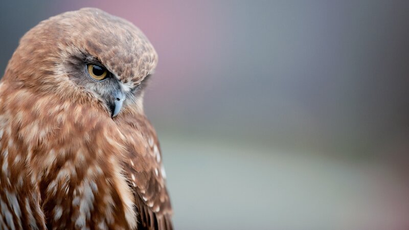 close-up of a brown owl