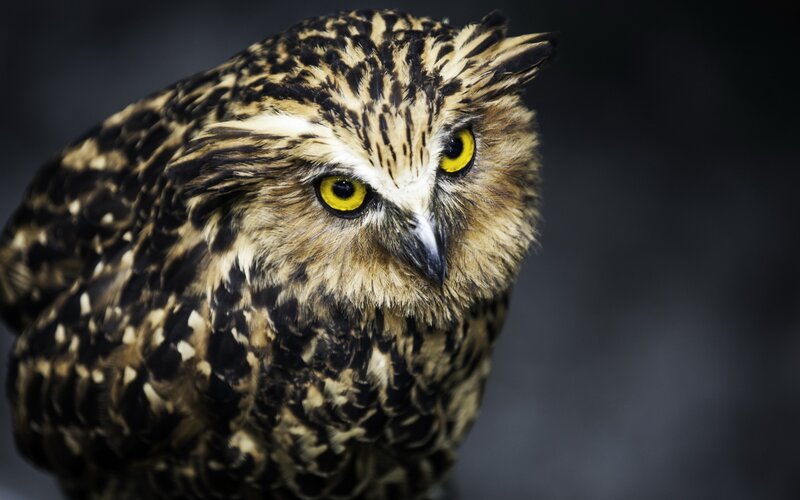close-up of a brown owl