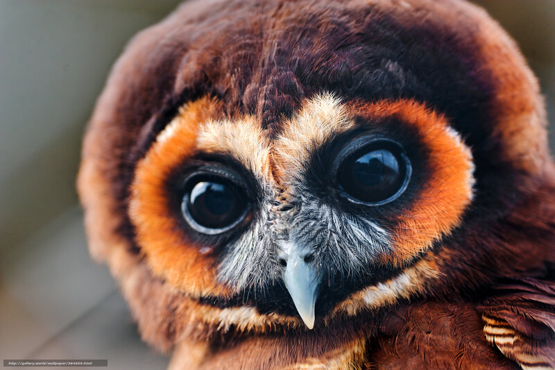 Close-up of a brown owl