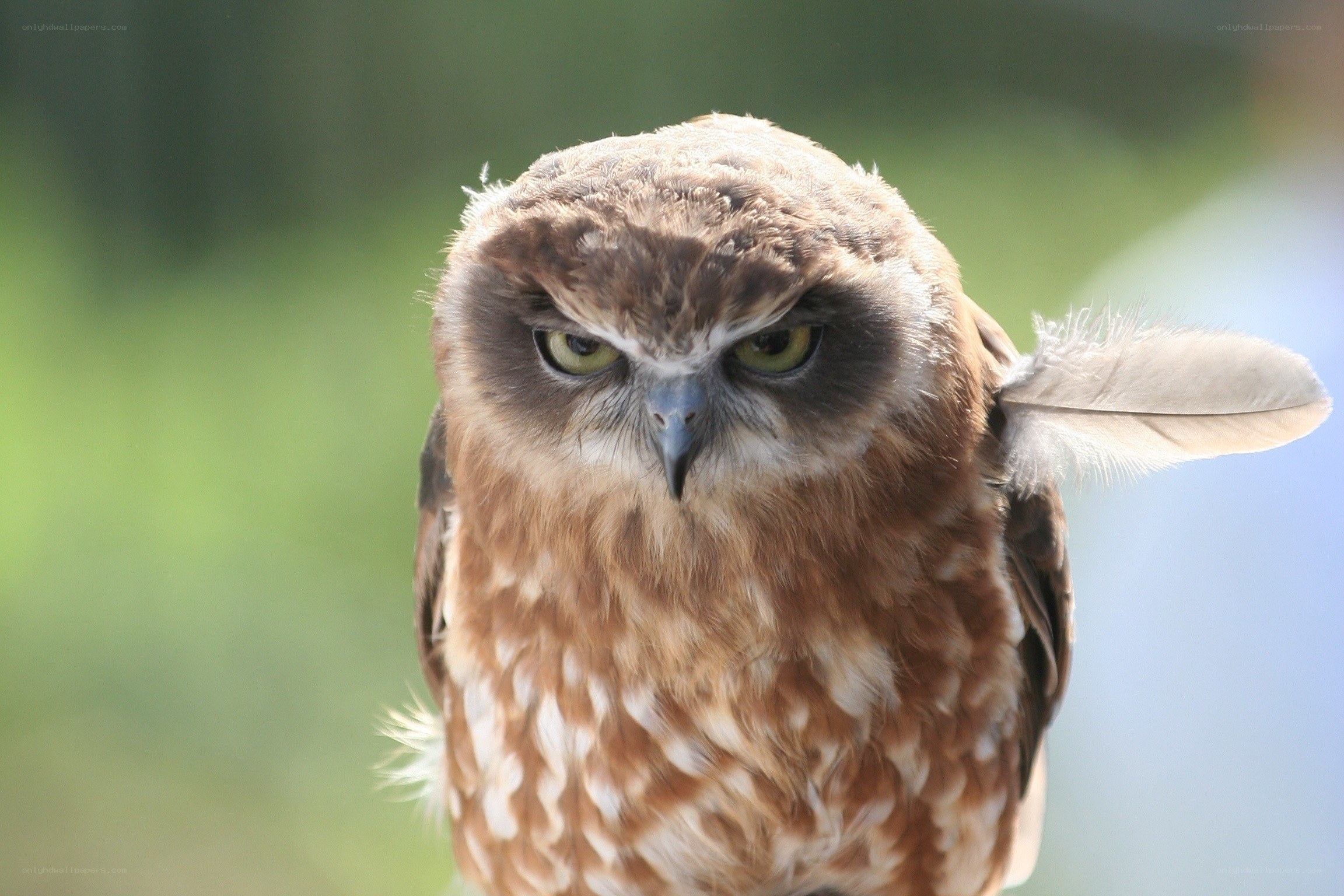 Close-up of a brown owl
