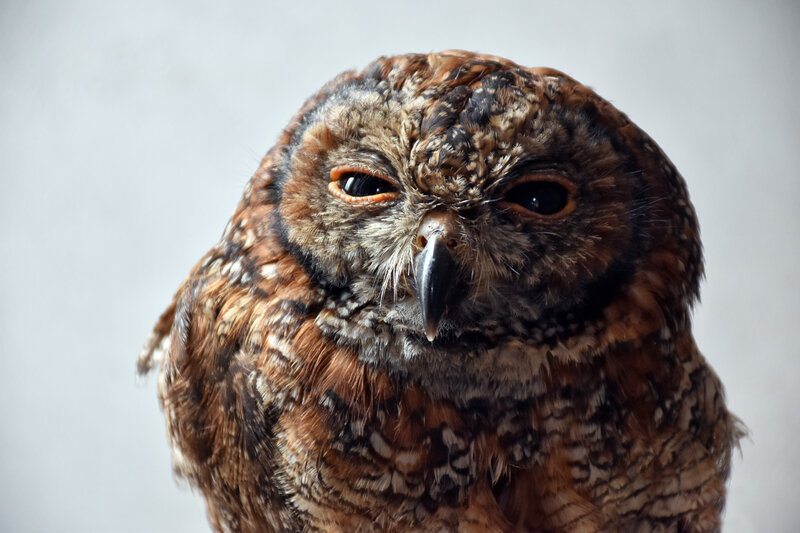 Close-up of a brown owl