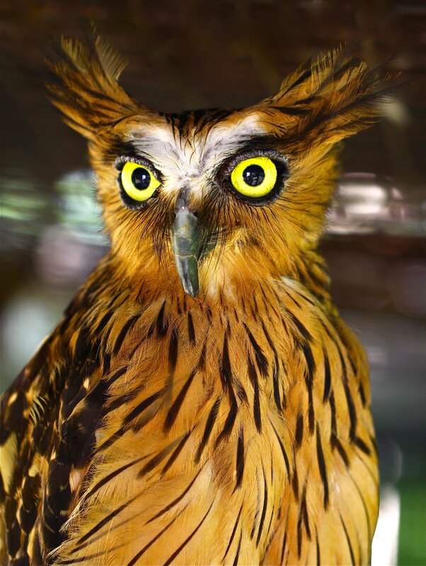 Close-up of a brown owl