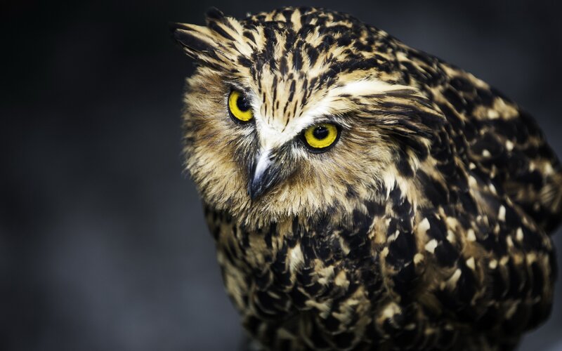 Close-up of a brown owl