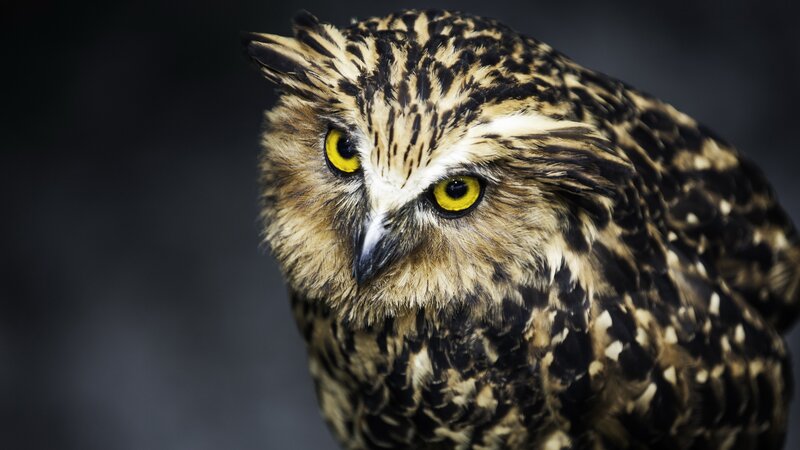 close-up of a brown owl