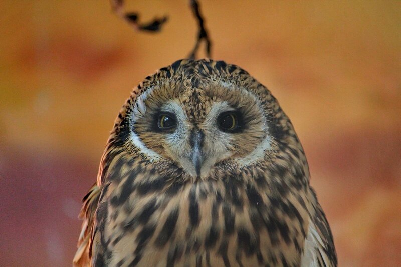 Close-up of a Brown Owl — Calm