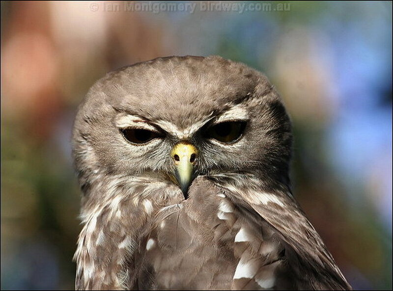 Close-up of a Brown Owl — Intense