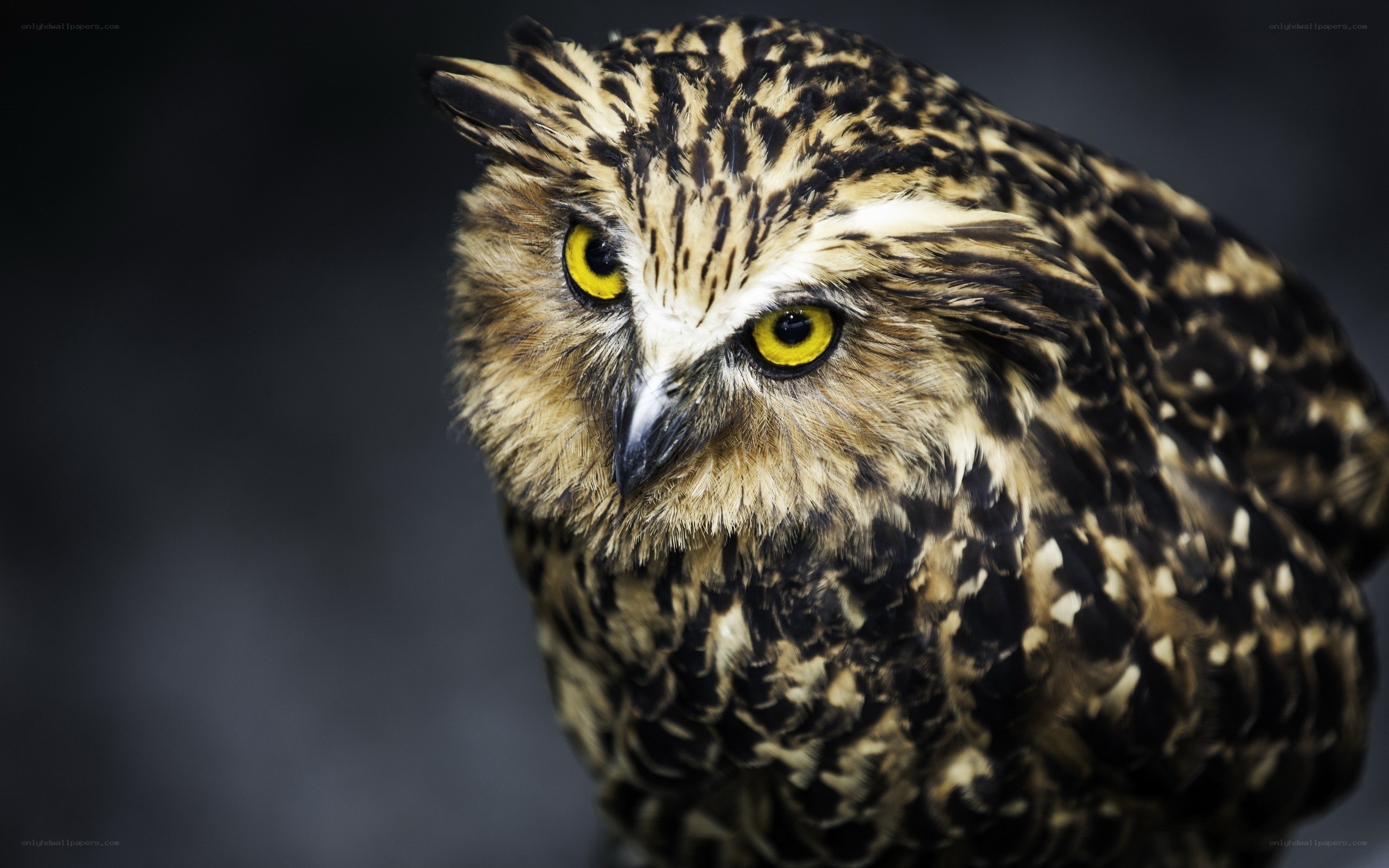 Close-up of a brown owl