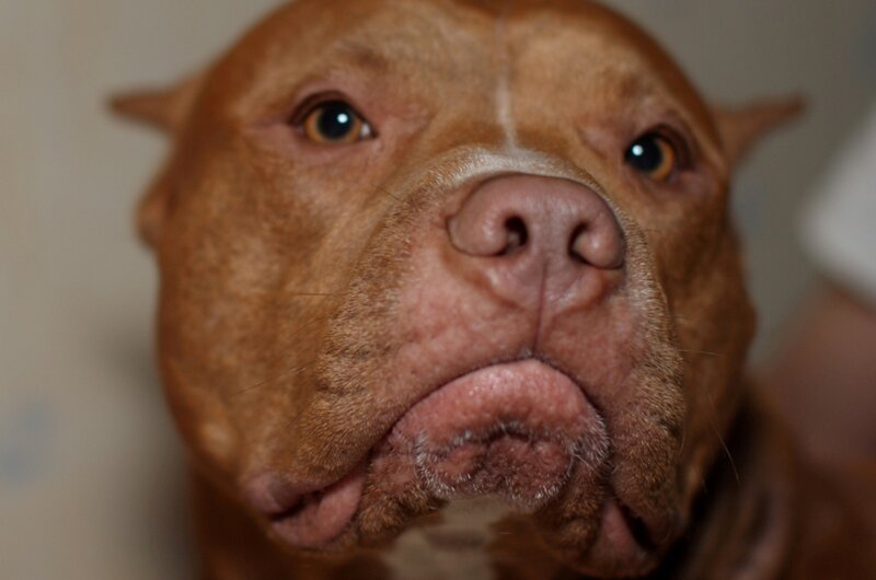close-up of a brown pitbull