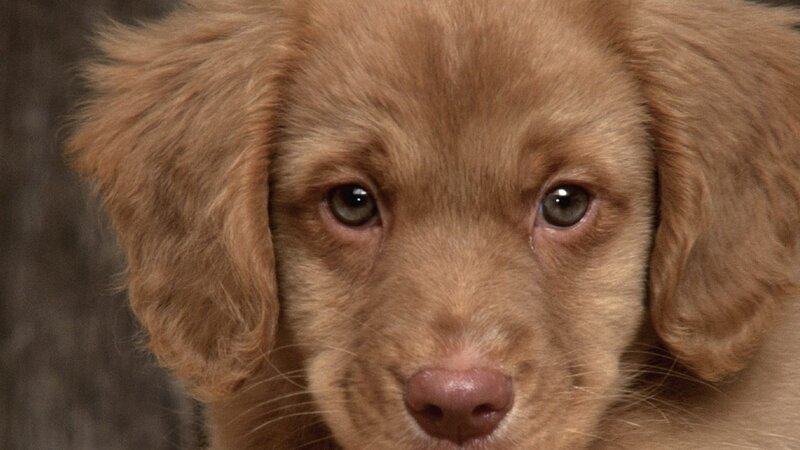 close-up of a brown puppy