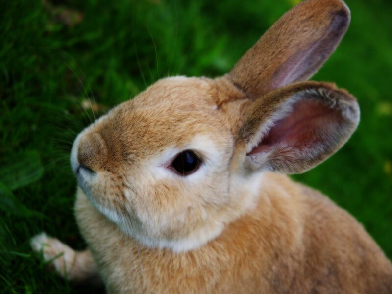 close-up of a brown rabbit
