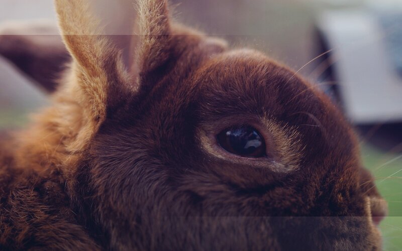 close-up of a brown rabbit