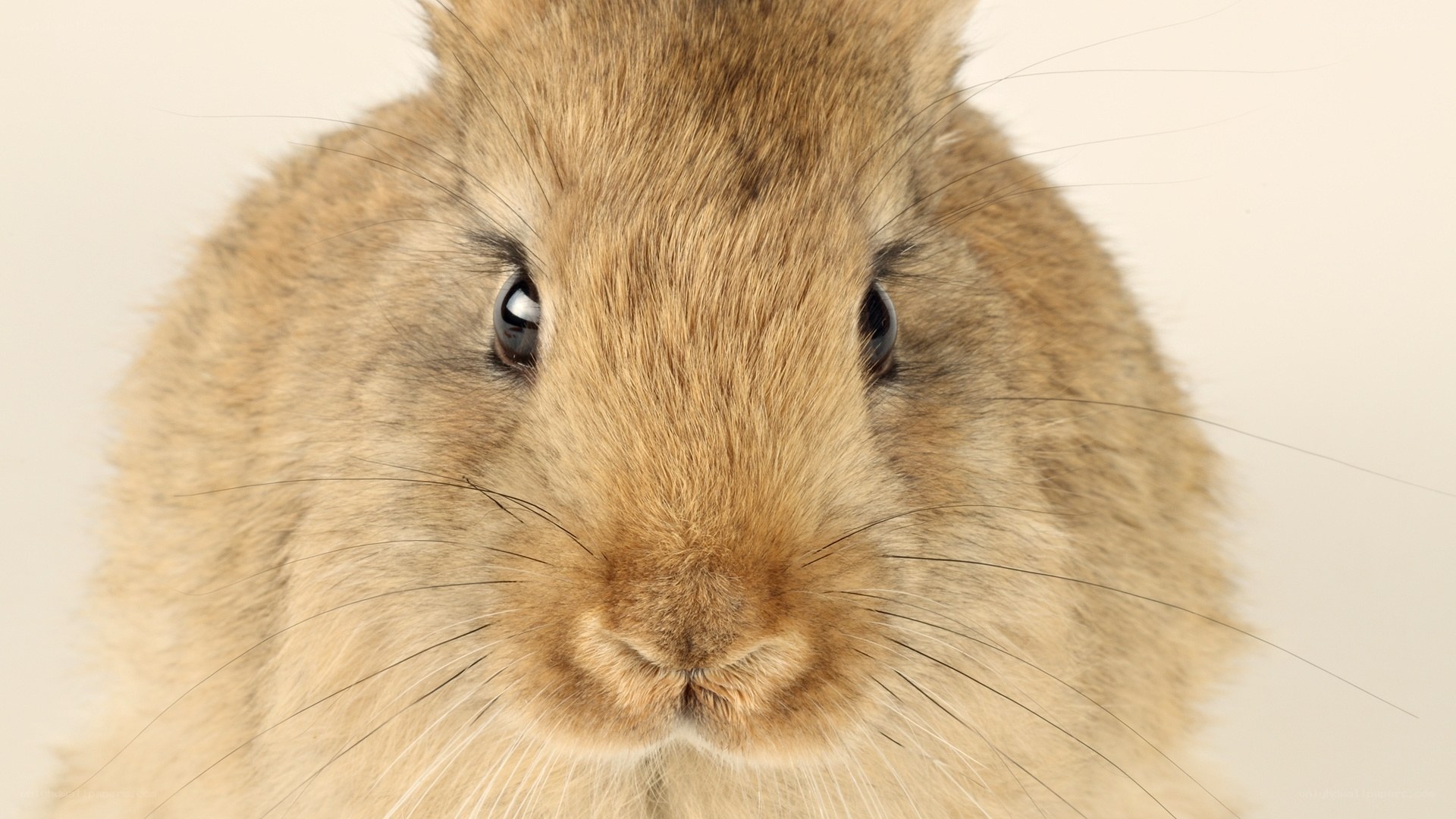 close-up of a brown rabbit