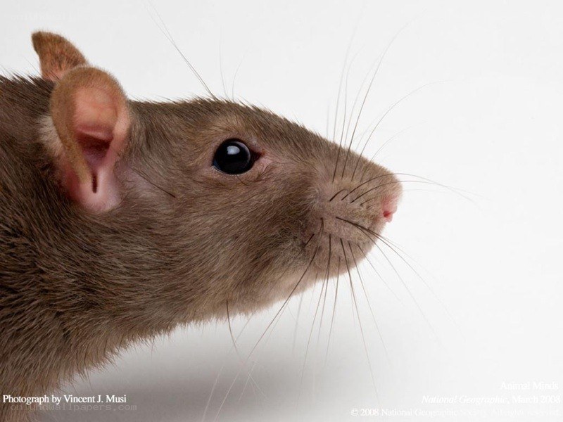 close-up of a brown rat