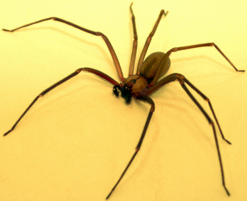 close-up of a brown spider