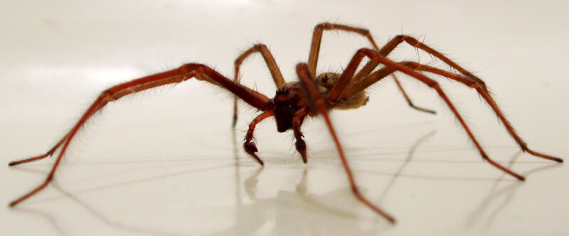 close-up of a brown spider