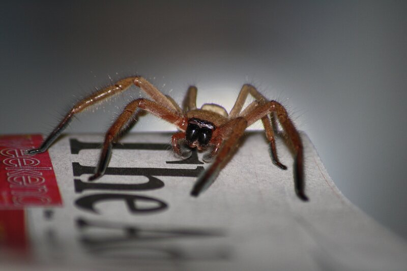 close-up of a brown spider