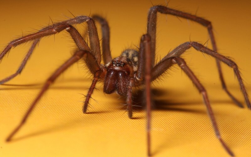 close-up of a brown spider