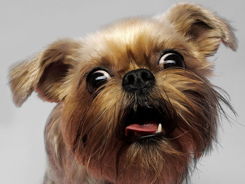 close-up of a Brussels Griffon dog