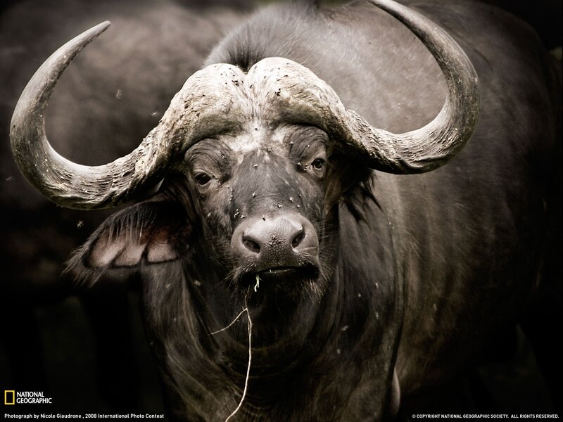 Close-up of a buffalo