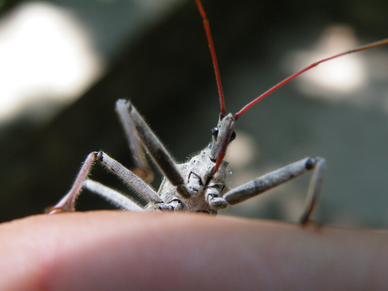 close-up of a bug on a finger