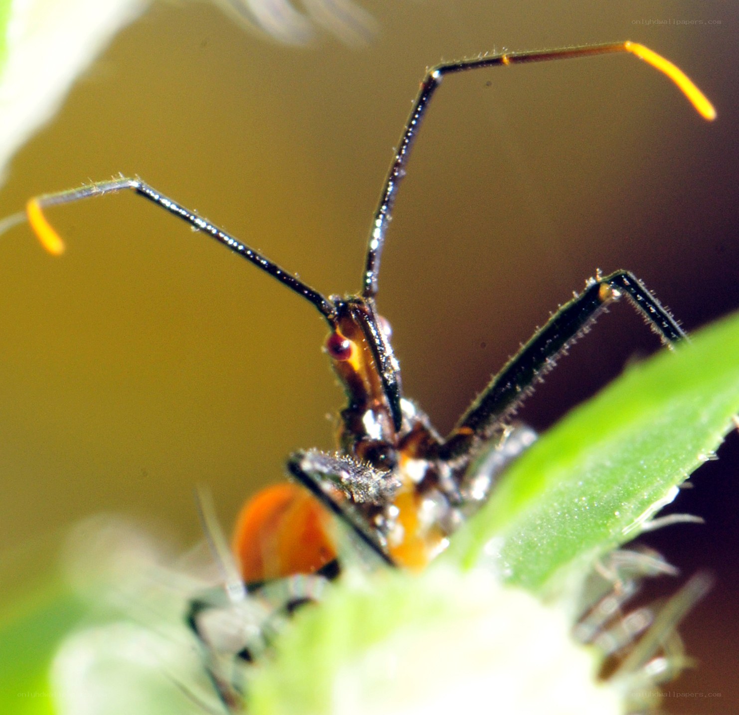 close-up of a bug on a leaf