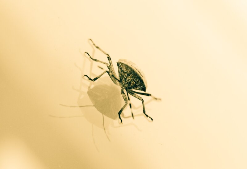 close-up of a bug