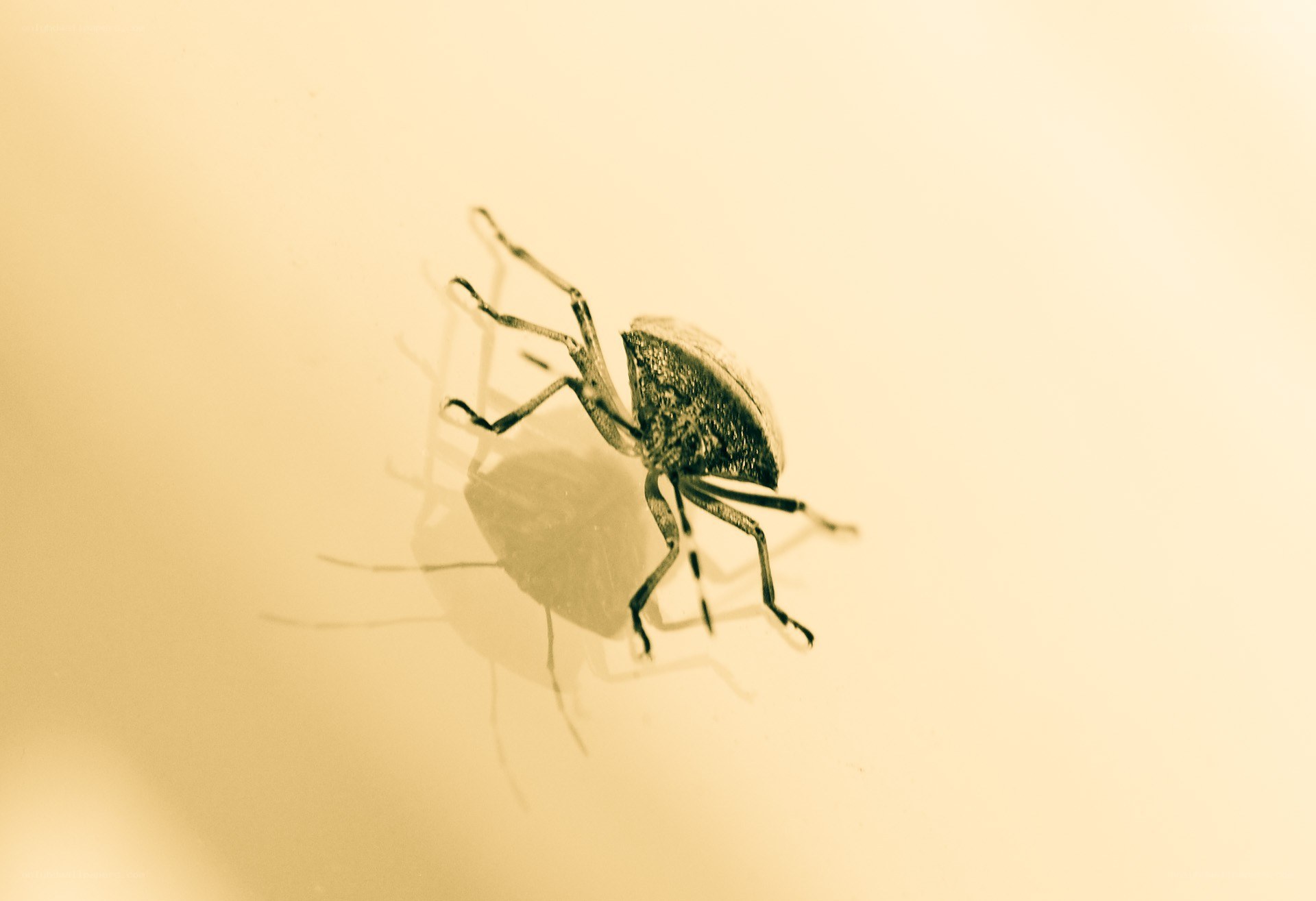 close-up of a bug