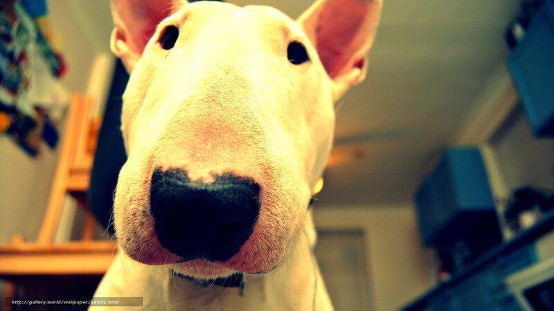 close-up of a bull terrier