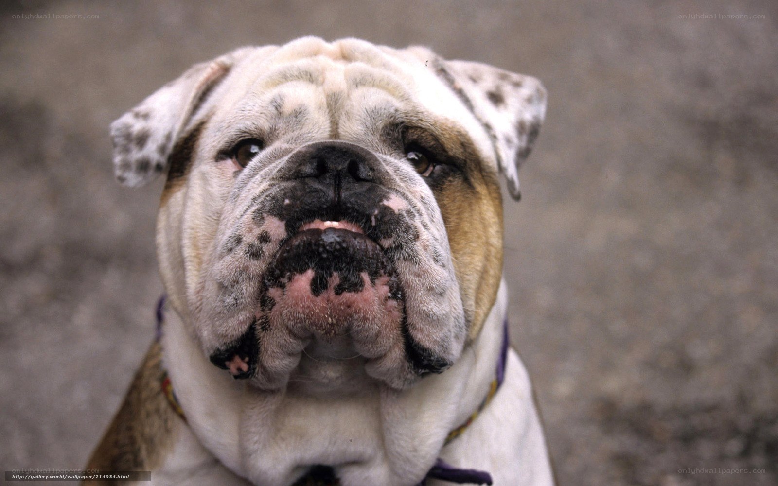 close-up of a bulldog