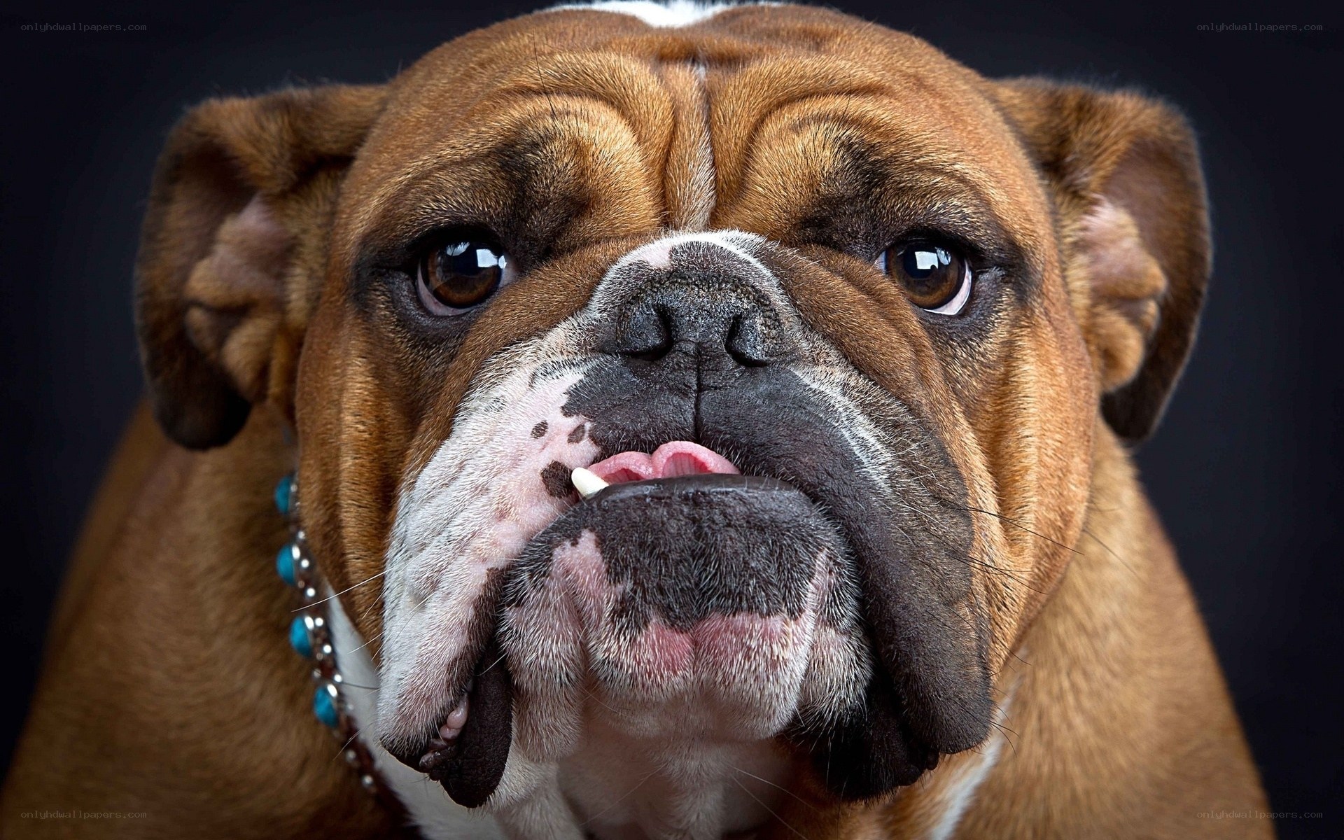 close-up of a bulldog