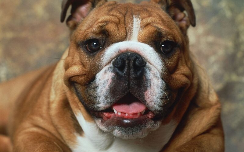 close-up of a bulldog